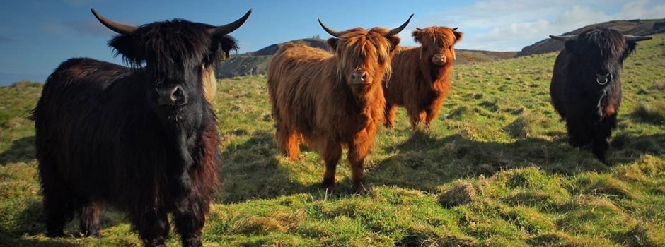 Cows.jpg